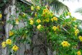 ALAMANDA cathartica. Amérique central. Apocynaceae